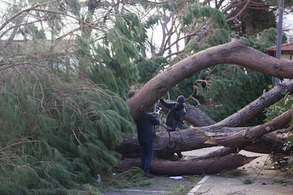 Il maltempo distrugge la pineta di Forte dei Marmi 1