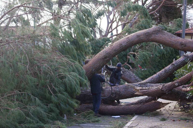 Il maltempo distrugge la pineta di Forte dei Marmi 1