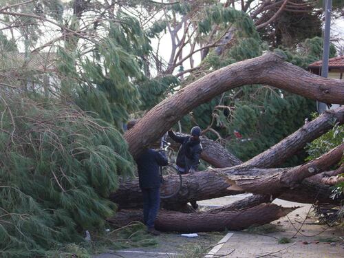 Il maltempo distrugge la pineta di Forte dei Marmi