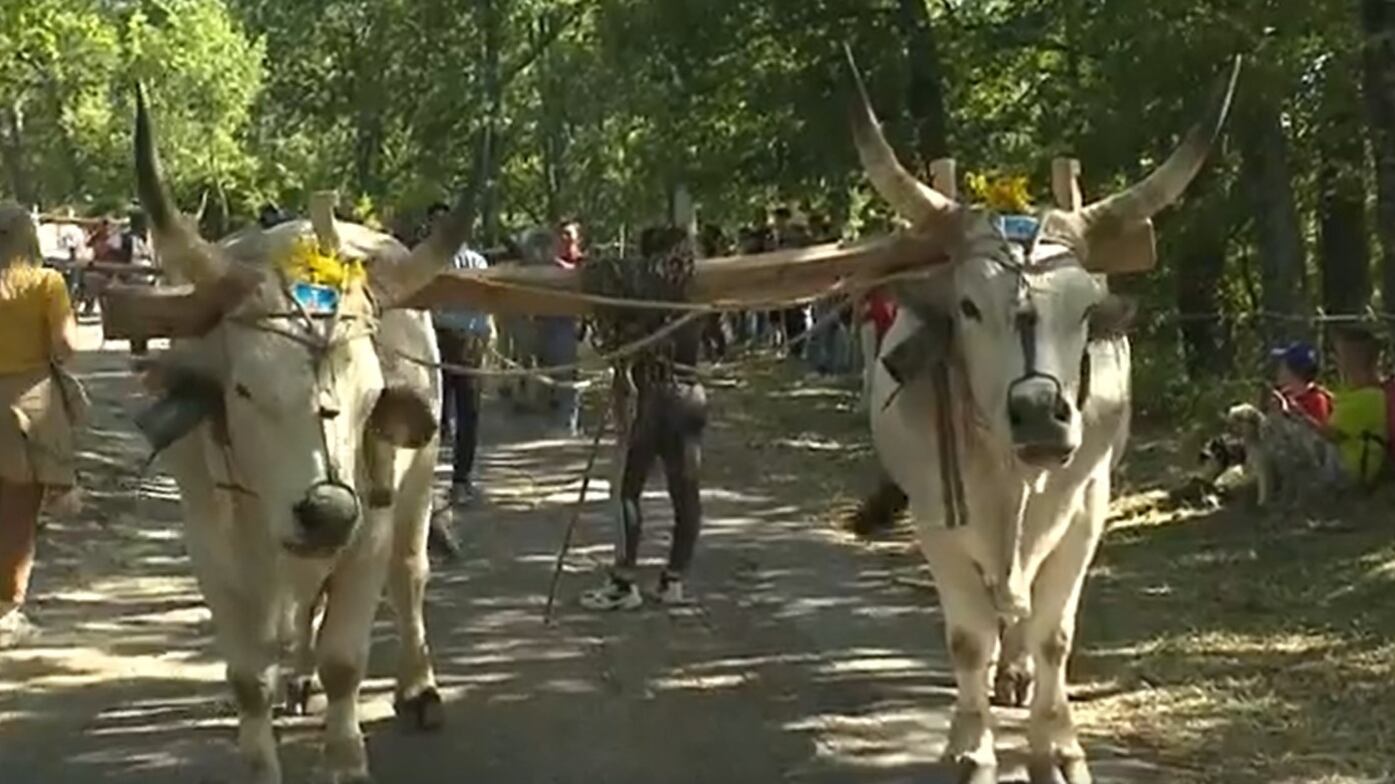 Matera, paura alla festa di Accettura: buoi travolgono la folla, 5 feriti