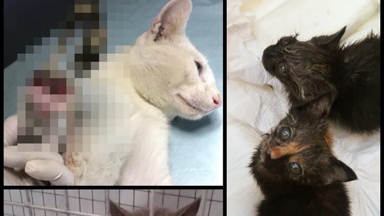 Gatti mutilati e uccisi con veleno. Orrore nel pavese