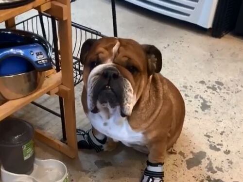 Lewis Hamilton mette le scarpe al suo bulldog inglese