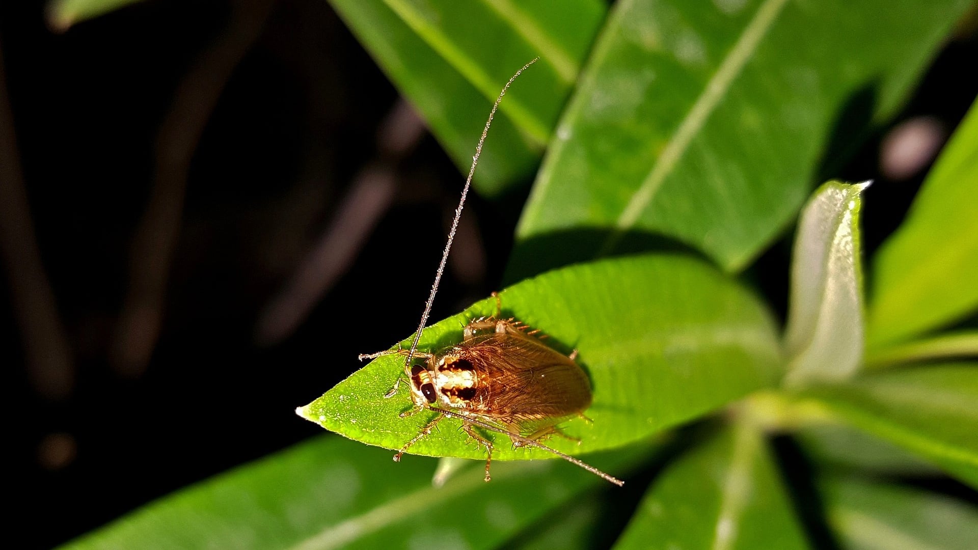Scarafaggi, perché gli insetti prediligono le strutture costruite dall'uomo alla natura