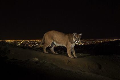 World Press photo 2014: le foto dei vincitori 16