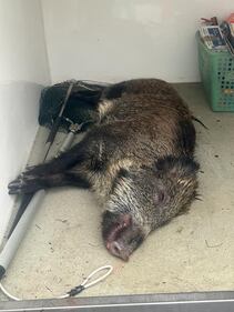 Un altro cinghiale avvistato a Milano: le immagini della cattura 3