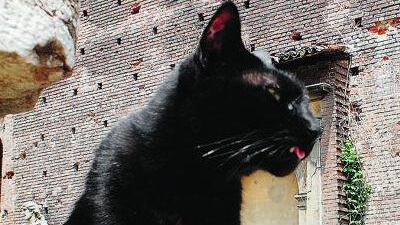 Il giudice nega il maxi risarcimento alla proprietaria: «Animale senza valore economico»