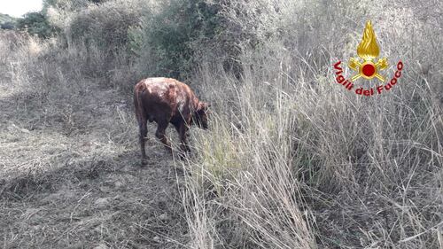 Carbonia, mucca finisce in un invaso, salvata dai vigili del fuoco 5