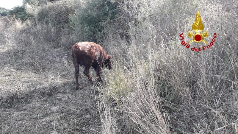 Carbonia, mucca finisce in un invaso, salvata dai vigili del fuoco 5