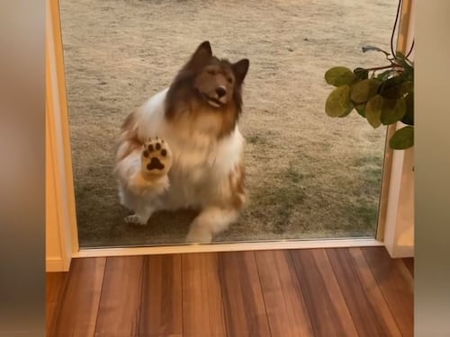 Travestirsi da donna o da cane: la "moda" che vorrebbe normalizzare tutto
