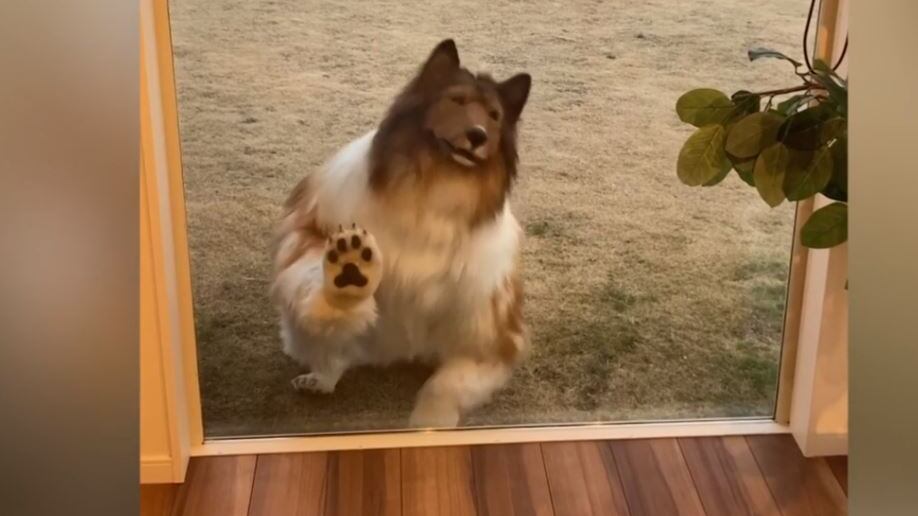 Travestirsi da donna o da cane: la "moda" che vorrebbe normalizzare tutto