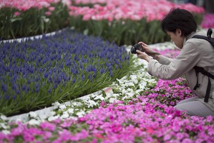 Hong Kong, il giardino tra i palazzi 1