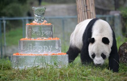 Il panda più vecchio del mondo compie 30 anni 8