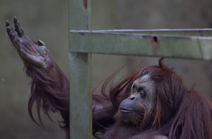 L'orango Sandra allo zoo di Buenos Aires 6