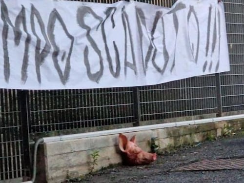 Spezia choc: testa di maiale davanti alla sede del club
