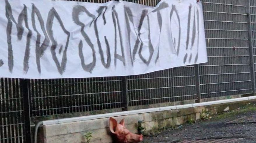 Spezia choc: testa di maiale davanti alla sede del club