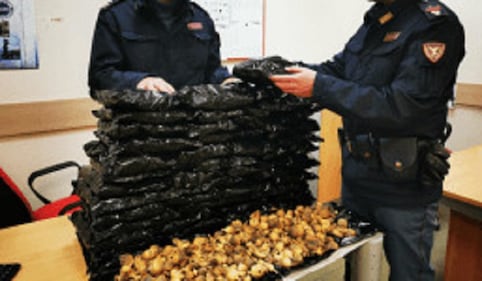 Polizia sequestro oppio 2