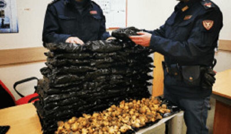 Polizia sequestro oppio 2