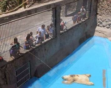 Morto Arturo, l'orso più triste del mondo 13