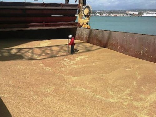 Grano canadese spacciato per siciliano: un esposto alla Procura