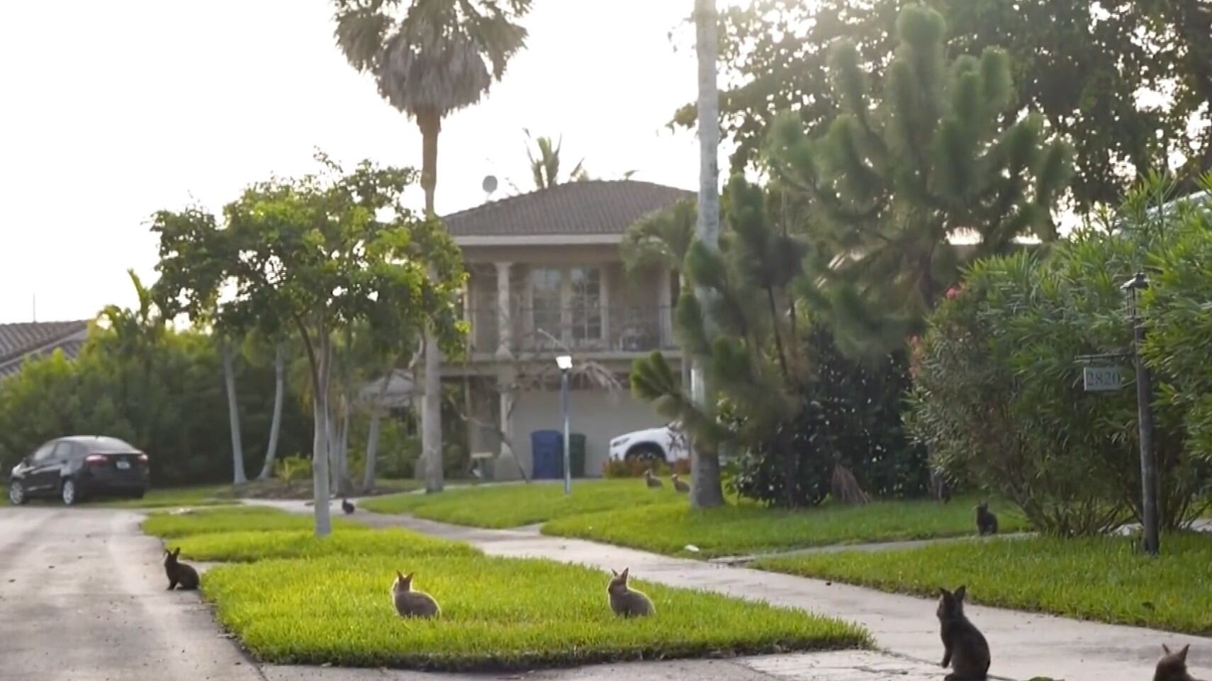 Invasione di conigli in Florida: a centinaia liberi per le strade