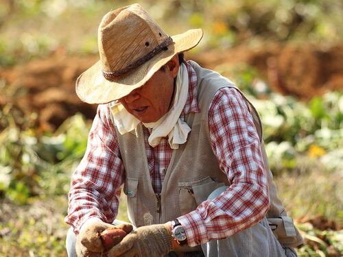 La giustizia svenduta per 400 chili di patate
