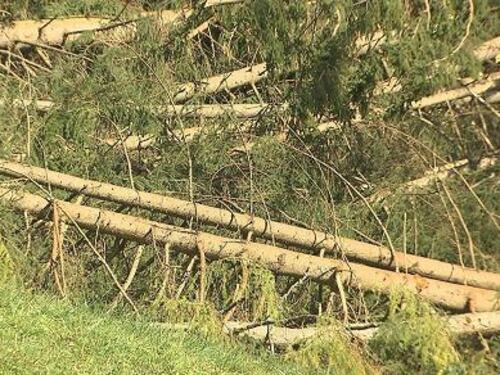 Alberi caduti, il Comune non coprirà i danni dei romani: "Colpa del maltempo"