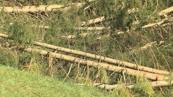 Alberi caduti, il Comune non coprirà i danni dei romani: "Colpa del maltempo"