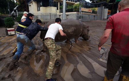 Tbilisi inondata. Gli animali fuggono dallo zoo 8