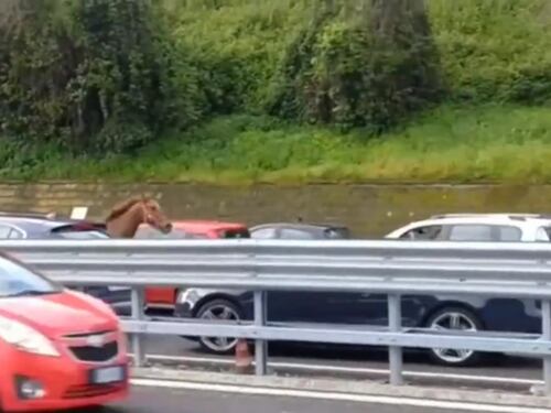 Cavallo al galoppo sulla tangenziale di Napoli, era fuggito dall'ippodromo