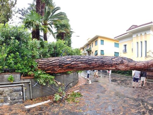 Si spezza un pino sulla strada: tragedia sfiorata a Bordighera