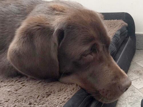 "Perché io, cane guida, sono gli occhi della mia umana..."