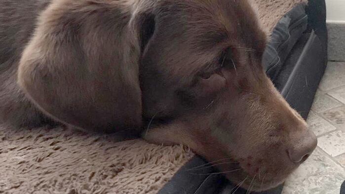 "Perché io, cane guida, sono gli occhi della mia umana..."