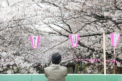 Lo spettacolo dei ciliegi in fiore a Tokyo 14