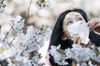 Lo spettacolo dei ciliegi in fiore a Tokyo 15
