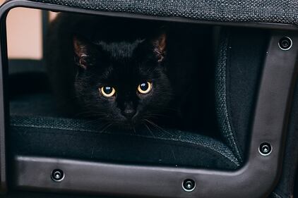Gatto nero, foto 8
