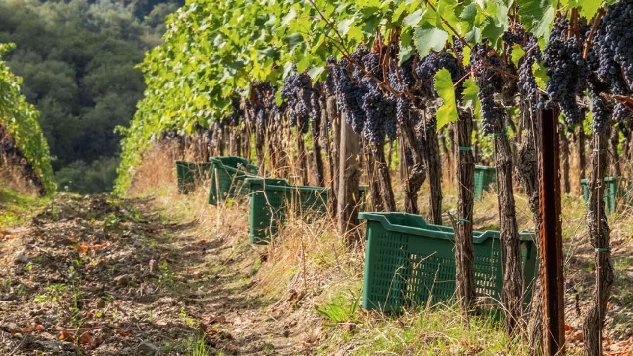 Tenuta Perano, le vibrazioni del Chianti Classico