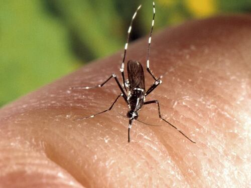 West Nile, morto un anziano contagiato a Ferrara