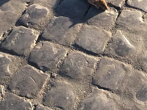 Roma, topo di Castel Sant'Angelo diventa star sul web