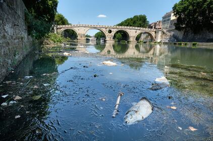La moria di pesci nelle acque del Tevere  5
