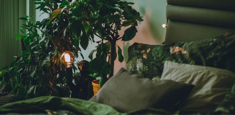 Piante vicino al letto