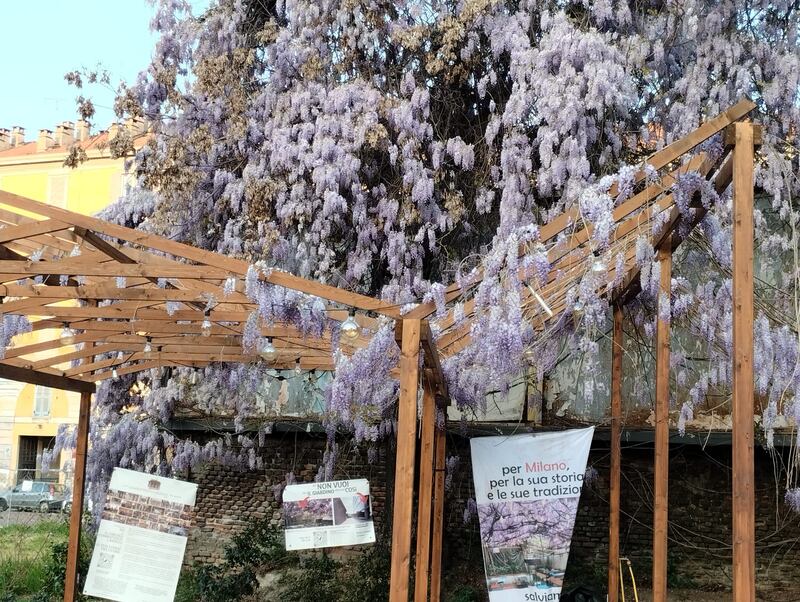 Appello al Comune per salvare gli alberi del giardino Lea Garofalo 2