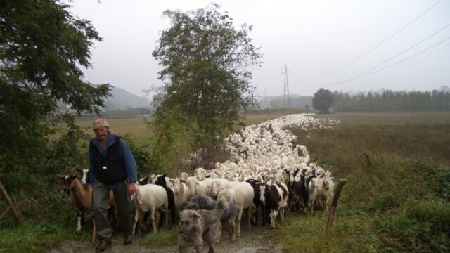 In Sardegna rischia di sparire la pastorizia