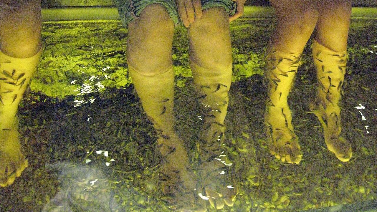 Fa una pedicure nella vasca dei pesci, ma contrae un batterio. Amputato il piede