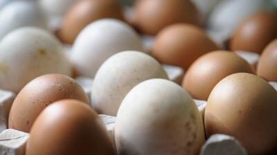 Allarme salmonella: richiamati 31 lotti di uova contaminate