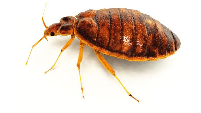 Quelle cimici "cattive" che possono portare alla morte