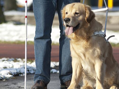 Trieste, donna cieca denuncia: "Per me niente taxi perché il cane perde peli"