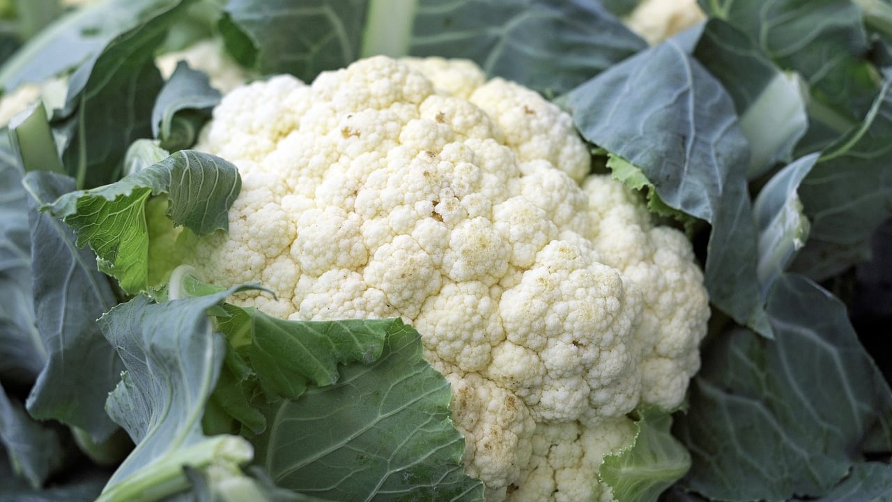 Cavolfiore, proprietà e benefici di questo antico ortaggio