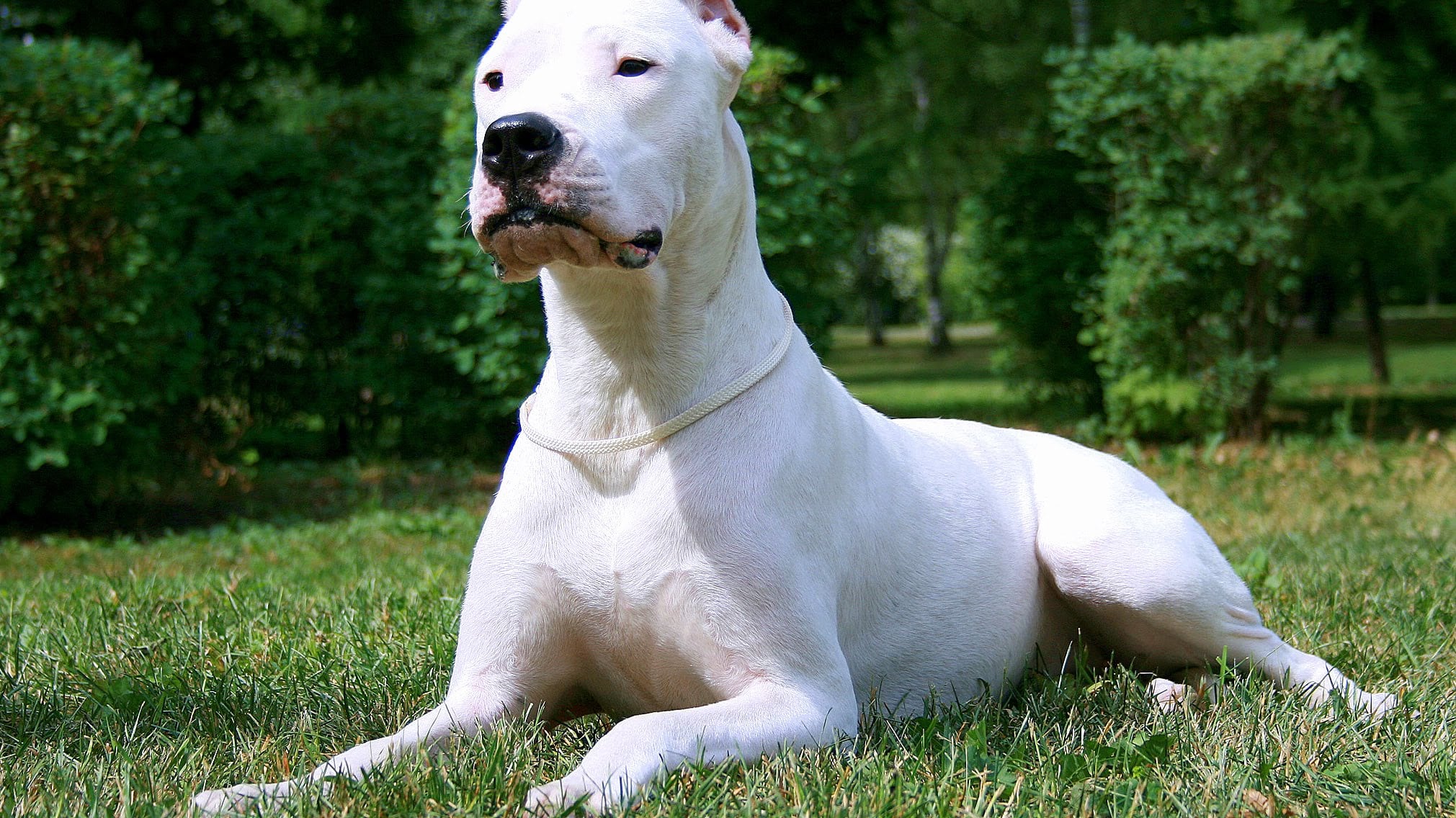 Pescara, cane azzanna e uccide un bambino