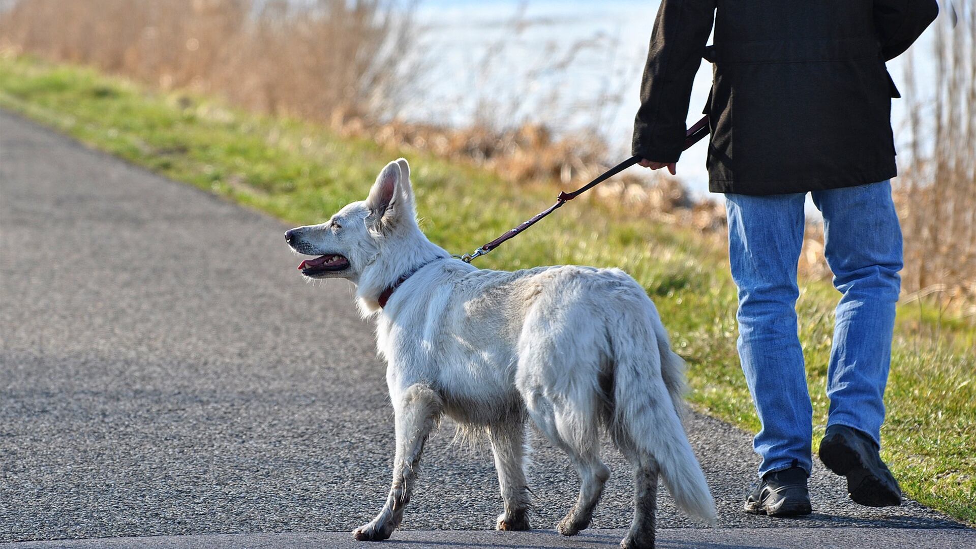 Cani a spasso per legge. Ma così non è liberale