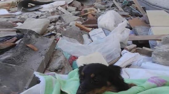 Terremoto, l'appello: "Ho perso tutta la mia famiglia. Mi resta solo Lola. Aiutatemi a trovarla"